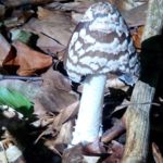 Гнойовик смолистий до кімнати-музею мікології