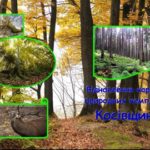 Наукові видання