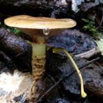 Павутинник звичайний до кімнати-музею мікології