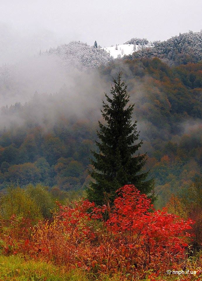 І місце фотоконкурсу - робота Сезонні контрасти Білак Андріани Віталівни, гуртківця Косівського ЦДТ