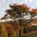 ІІ місце фотоконкурсу – робота "Осінній ранок виплива з туману" Максим’юк Аліни Іванівни, учениці Розтоківської ЗОШ І-ІІІ ст.