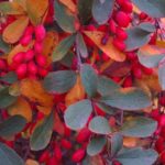 ІІ місце фотоконкурсу – робота Барбарис Підлетейчук Вікторії Володимирівни, гуртківця Косівського ЦДТ