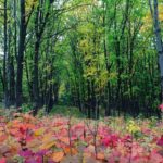 ІІІ місце фотоконкурсу – робота "Осінь на узліссі фарби розбавляла" Галичук Ірини Ярославівни, учениці Рожнівського ліцею «Гуцульщина» ім. Ф. Погребенника